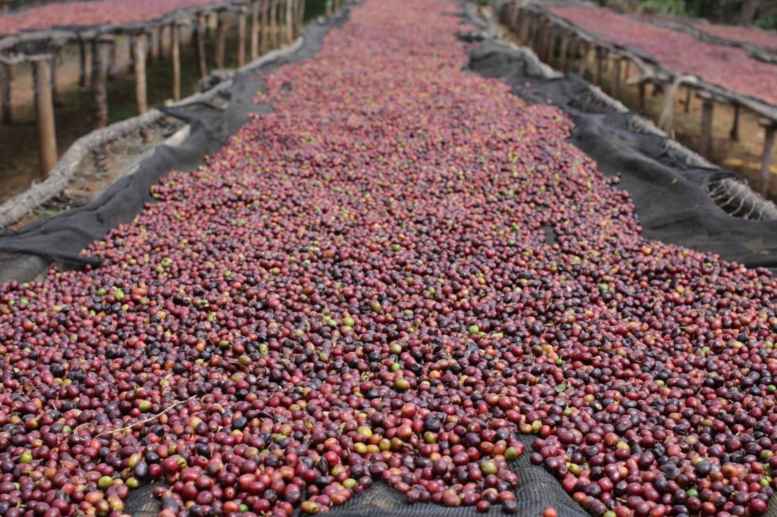 Sidamo Coffee: The Specialty Coffee Evangelist